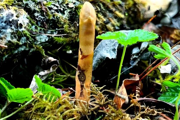 天麻怎么播种,将拌有种子的萌发菌撒在树叶上然后填沙