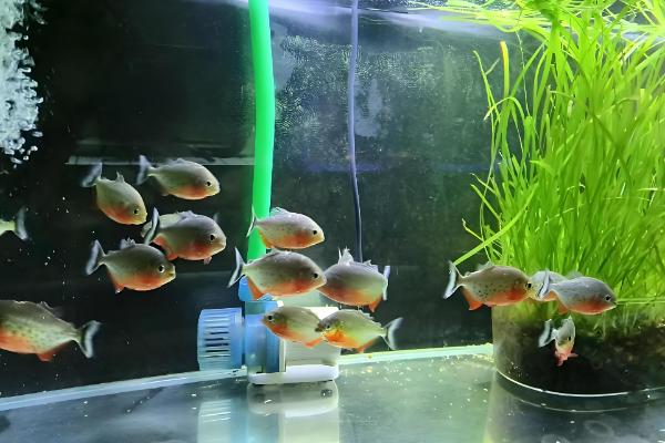 鱼长白毛了如何治疗，首先要做的是给它换水