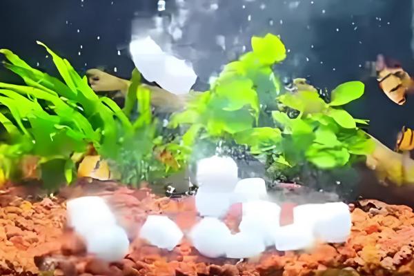 鱼长白毛了如何治疗，首先要做的是给它换水