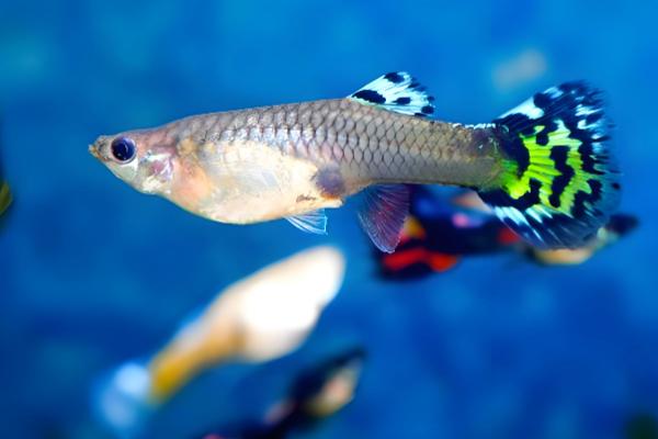 鱼长白毛了如何治疗，首先要做的是给它换水