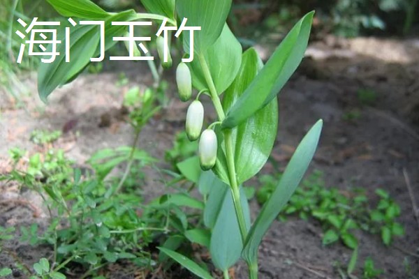 玉竹的品种介绍,有湘玉竹、海门玉竹等