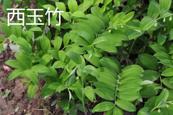 玉竹的品种介绍,有湘玉竹、海门玉竹等