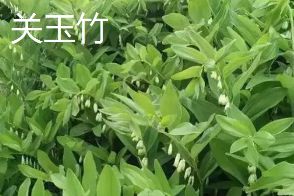 玉竹的品种介绍,有湘玉竹、海门玉竹等