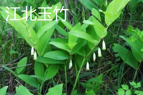 玉竹的品种介绍,有湘玉竹、海门玉竹等