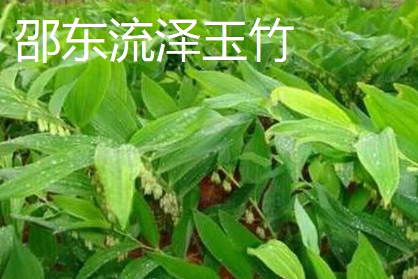 玉竹的品种介绍,有湘玉竹、海门玉竹等