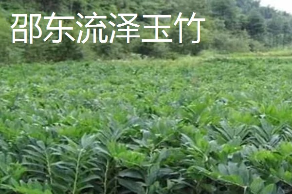 玉竹的品种介绍,有湘玉竹、海门玉竹等