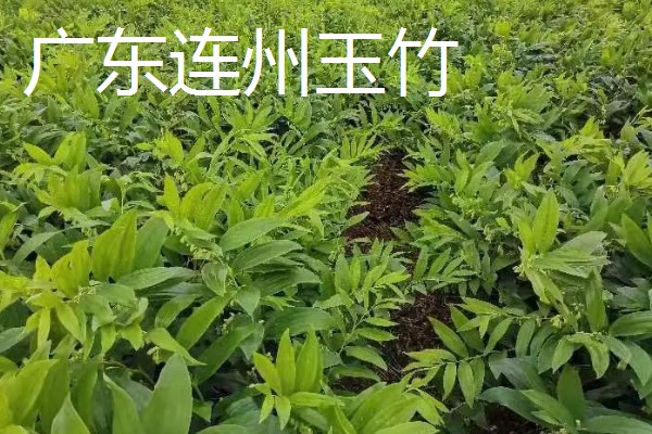 玉竹的品种介绍,有湘玉竹、海门玉竹等
