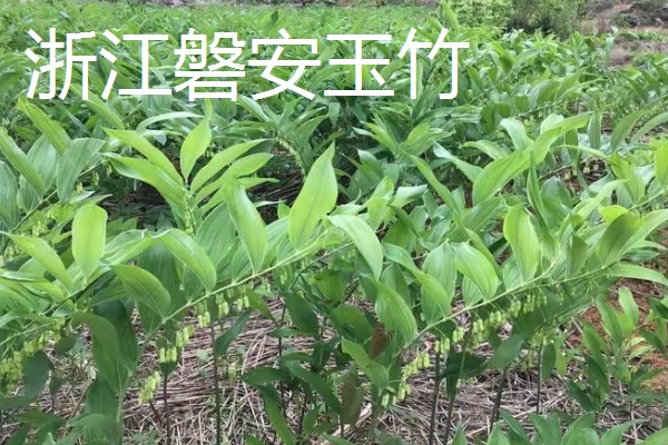 玉竹的品种介绍,有湘玉竹、海门玉竹等