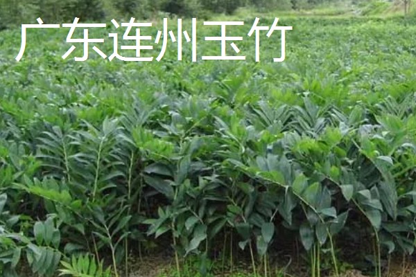 玉竹的品种介绍,有湘玉竹、海门玉竹等
