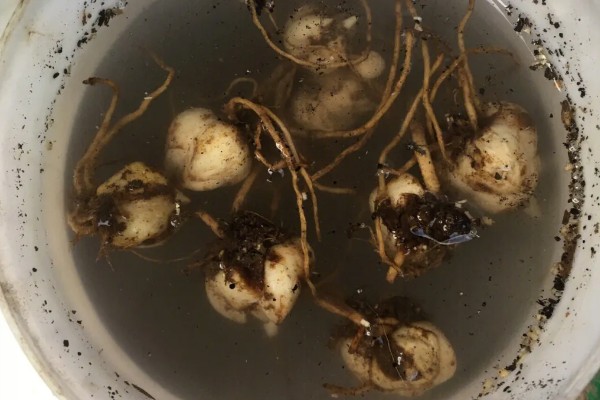 食用百合花的种植方法，播种时间一般在秋天