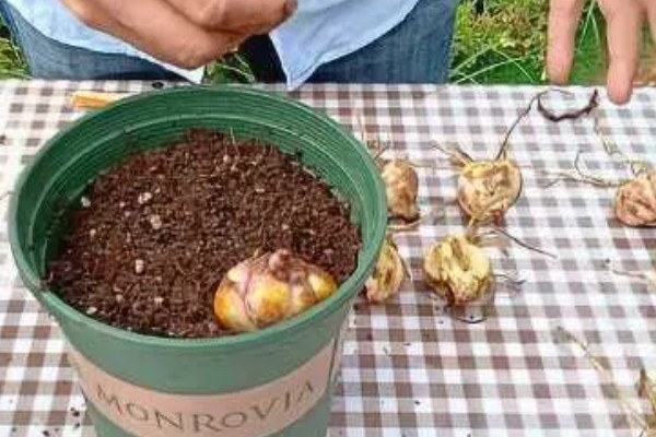 食用百合花的种植方法，播种时间一般在秋天