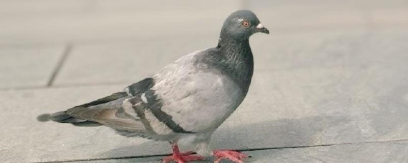 家鸽通过哪个部位进行气体交换，肺部是进行气体交换的场所