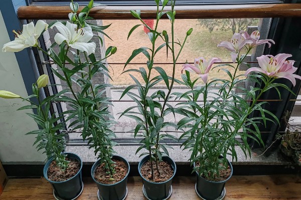 食用百合花的种植方法，播种时间一般在秋天