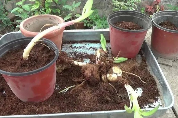 食用百合花的种植方法，播种时间一般在秋天