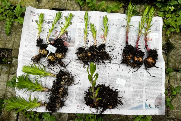 食用百合花的种植方法，播种时间一般在秋天