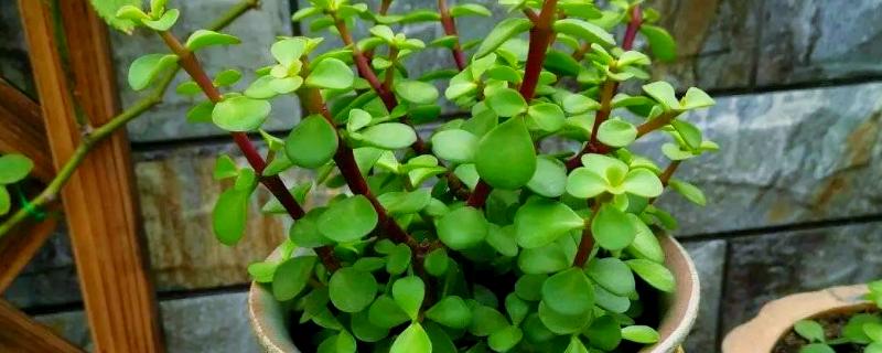 金枝玉叶是否怕冷，只能适应5℃的低温