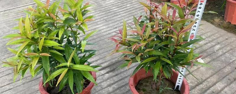 红车木的养殖方法，每隔两天给红车木浇一次水