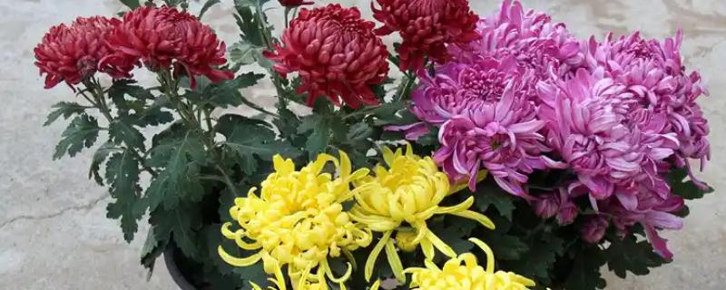 菊花在哪个季节开花，在秋季开花