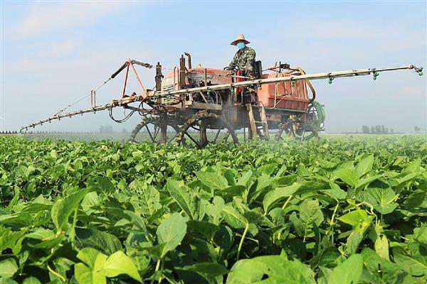 黄豆喷施叶面肥的方法,下午4点后再喷施有利于养分向叶片内渗透