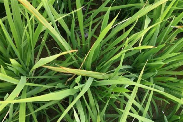 水稻叶片发黄的原因，可能是病害或缺素所致