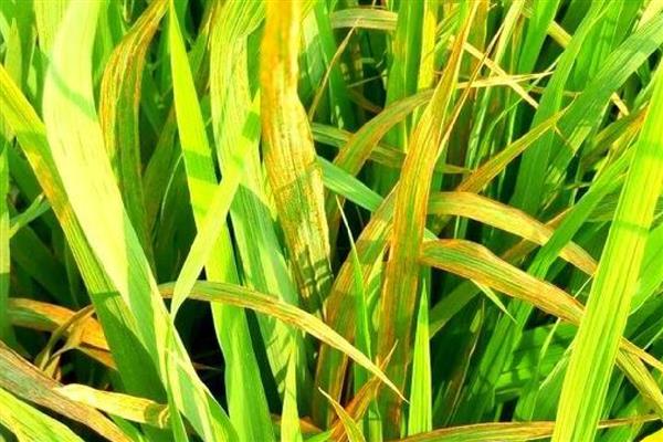 水稻叶片发黄的原因，可能是病害或缺素所致
