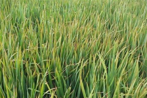 水稻叶片发黄的原因，可能是病害或缺素所致