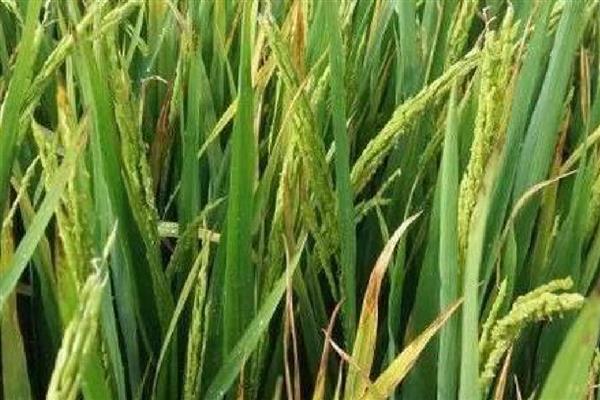 水稻叶片发黄的原因，可能是病害或缺素所致