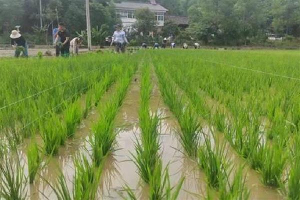 水稻叶片发黄的原因，可能是病害或缺素所致