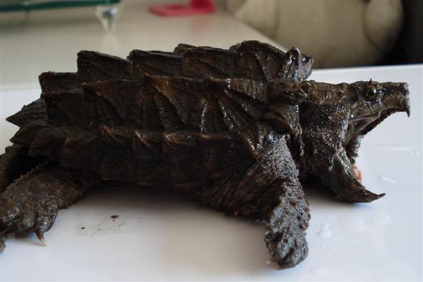 鳄龟一年长多大,一年可以长10-15厘米