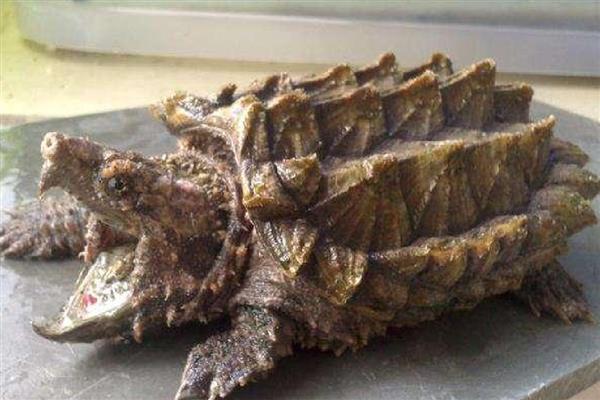 鳄龟一年长多大,一年可以长10-15厘米