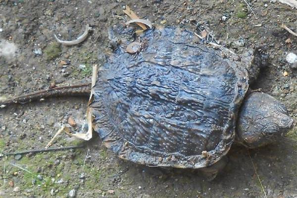 鳄龟一年长多大,一年可以长10-15厘米