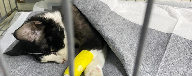 犬猫肛门囊炎的症状，病犬、猫肛门呈炎性肿胀