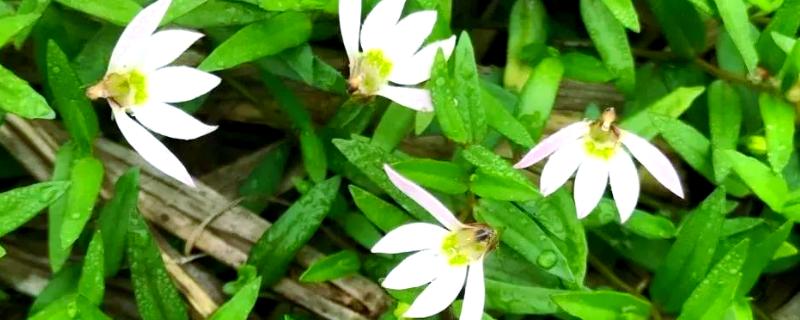 怎么养半边莲，喜欢在半阴的环境中生长