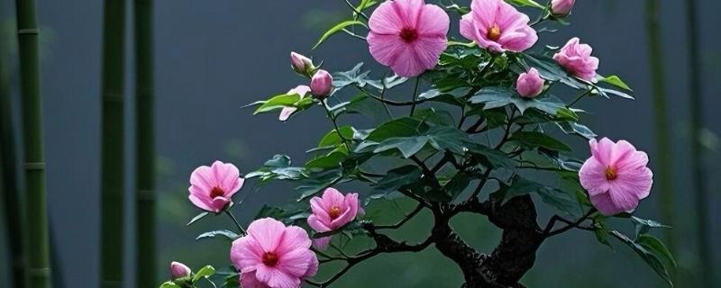 芙蓉花换盆后叶子蔫了的原因，可能是土壤不适所致