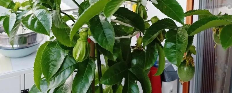 百香果的藤能过冬存活吗，可以过冬存活