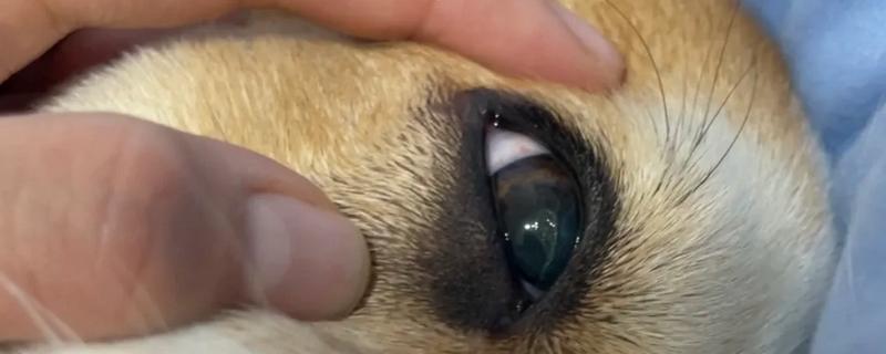 狗狗眼线虫是什么颜色的，是乳白色的