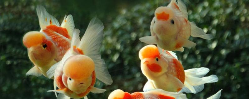 鱼的品种，常见的有热带鱼、温带鱼等