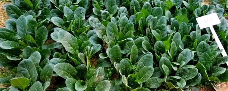 菠菜的施肥方法，追肥种类以氮肥为主