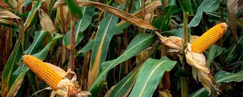 商玉18玉米种的特点，从播种出苗到成熟采收需要102天