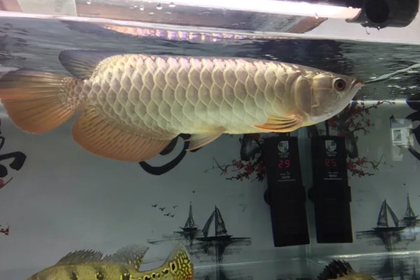 龙鱼沉头的原因,可能是水温过低所致