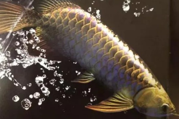 龙鱼沉头的原因,可能是水温过低所致