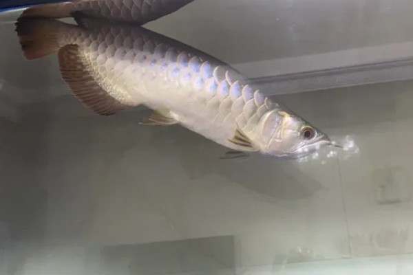 龙鱼沉头的原因,可能是水温过低所致