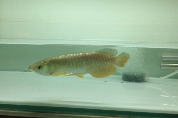 龙鱼沉头的原因,可能是水温过低所致