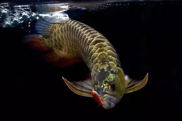 龙鱼沉头的原因,可能是水温过低所致