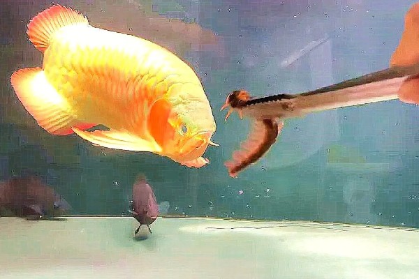 龙鱼沉头的原因,可能是水温过低所致