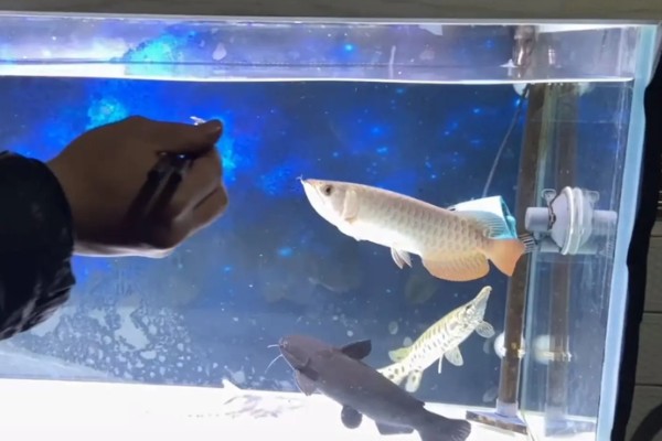 龙鱼沉头的原因,可能是水温过低所致