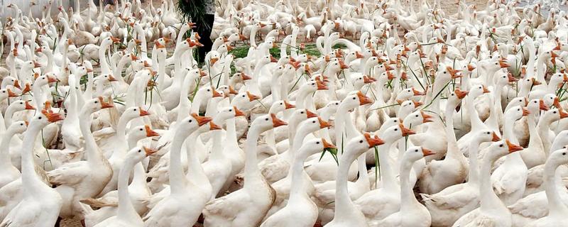养鹅的经济效益，鹅产品市场潜力大且价格高