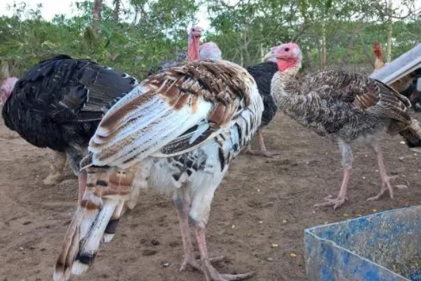 养火鸡的风险大吗,有稳定的销路则风险不是非常大