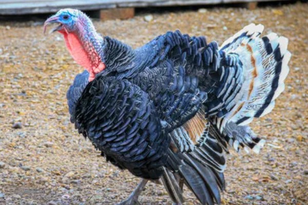 养火鸡的风险大吗,有稳定的销路则风险不是非常大