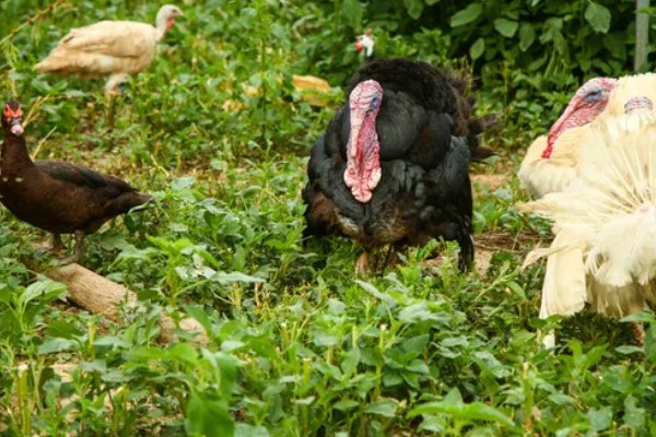 养火鸡的风险大吗,有稳定的销路则风险不是非常大